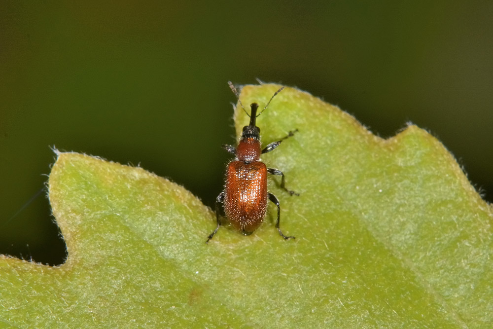 Rhynchitidae: Lasiorhynchites coeruleocephalus